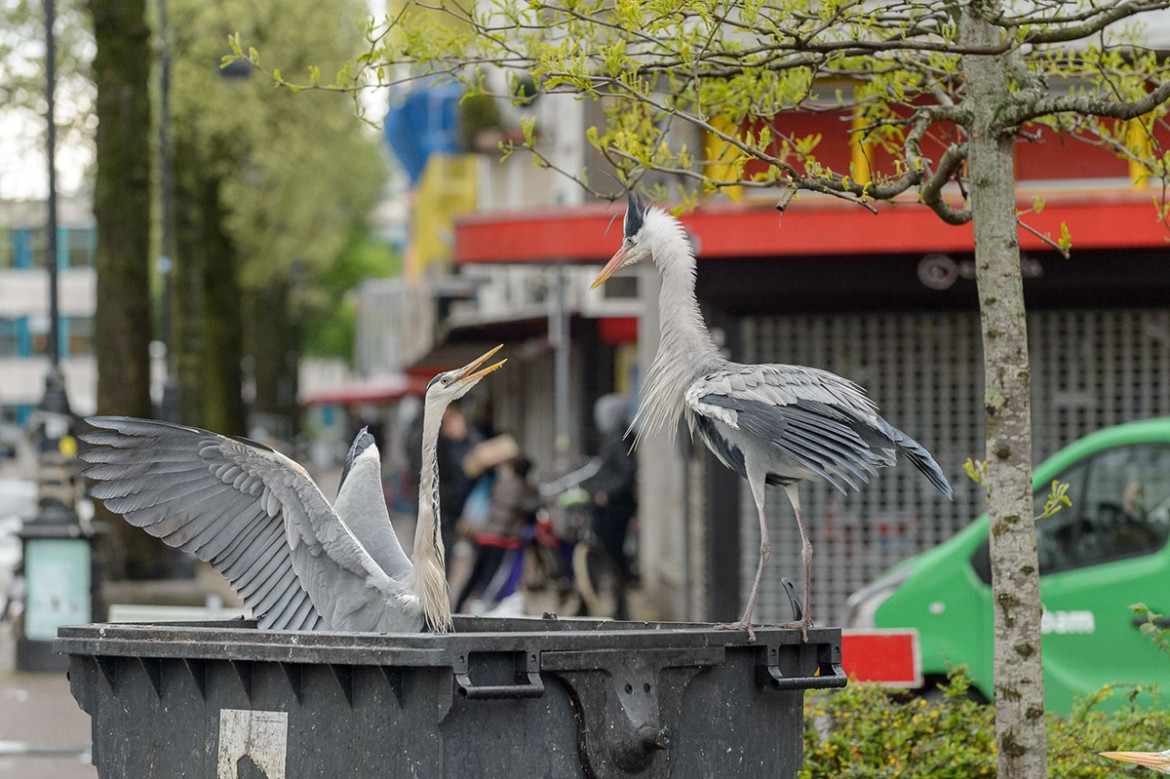 fot. Terry Whittaker / Bird Photographer of the Year 2021