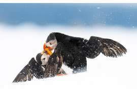 fot. Øyvind Pedersen / Bird Photographer of the Year 2021