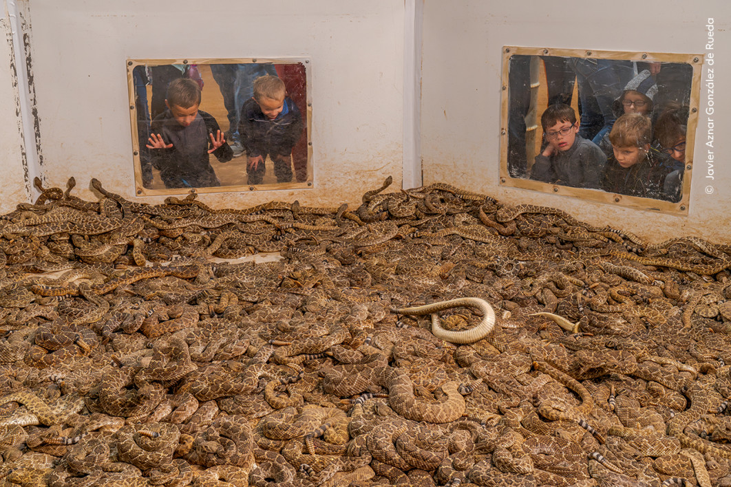 <strong>
Z cyklu Seething Pit, fot. Javier Aznar González de Rueda, Zwycięzca kategorii Photojournalist Story Award, Wildlife Photographer of the Year 2025</strong>
<br />
Javier Aznar González de Rueda (Hiszpania) dokumentuje złożone relacje między ludźmi a grzechotnikami na terenie Stanów Zjednoczonych.
Podczas dorocznego festiwalu w Sweetwater w Teksasie odwiedzający oglądają setki grzechotników.
Wiele z nich zostaje zabitych i sprzedanych ze względu na skórę oraz mięso.
Takie wydarzenia szkodzą również innym zwierzętom.
Węże są często wypędzane ze skalnych kryjówek za pomocą oparów benzyny, które oddziałują także na wszystkie inne stworzenia ukrywające się obok nich.