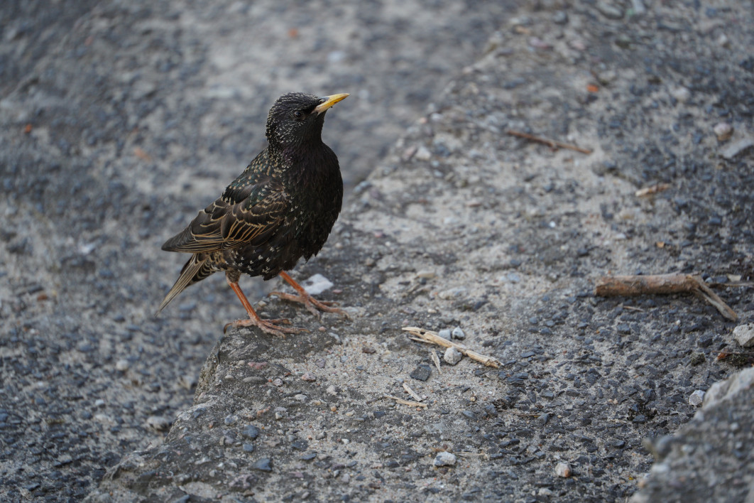 1/60 s, f/6.3, ISO 320, 300.0 mm