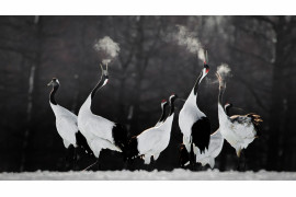 fot. Li Ying Lou / Bird Photographer of the Year 2021