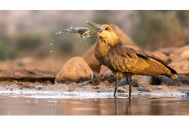 fot. Daniel Zhang / Bird Photographer of the Year 2021