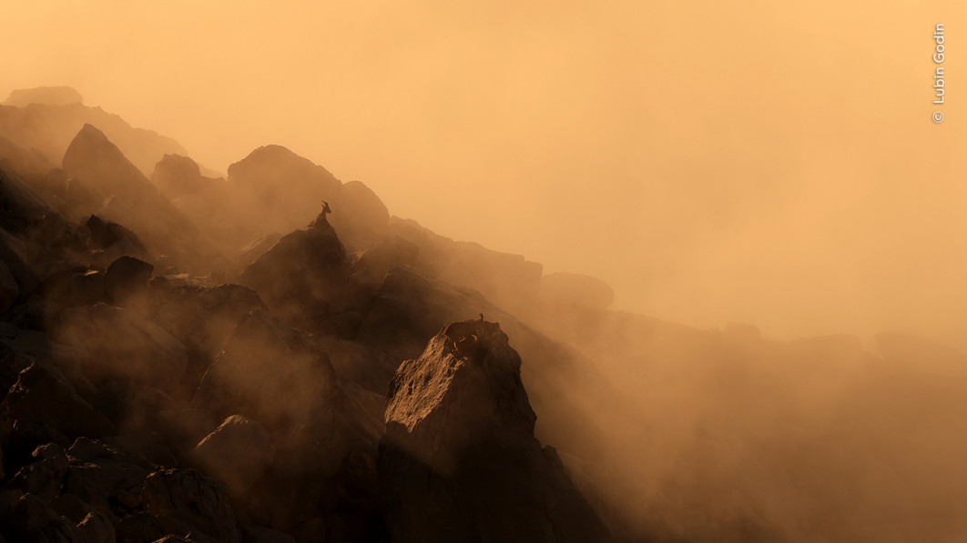 <strong>Alpine Dawn, fot. Lubin Godin, Zwycięzca kategorii 11–14 Years, Wildlife Photographer of the Year 2025</strong>
<br />
Lubin Godin (Francja) znalazł się w górach spowitych mgłą, gdzie na tle nieba zobaczył sylwetki dwóch koziorożców alpejskich.
Wypatrzył je podczas porannej wspinaczki, gdy odpoczywały nad morzem chmur.
Koziorożec alpejski, gatunek rodzimy dla Europy, był w XIX wieku niemal całkowicie wytępiony wskutek polowań.
Dzięki ochronie i programom reintrodukcji dziś znów licznie występuje w Alpach.
Jednak szybko zmieniający się klimat może zagrozić jego przetrwaniu, ponieważ w okresie godowym dostęp do pokarmu staje się coraz trudniejszy.