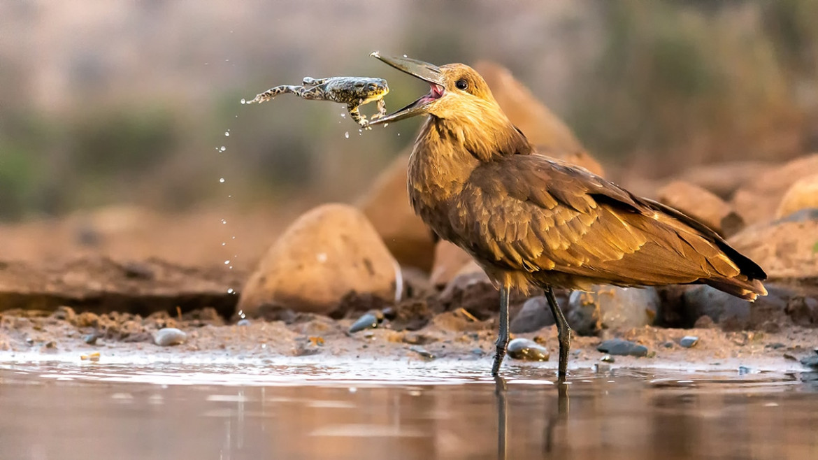 fot. Daniel Zhang / Bird Photographer of the Year 2021