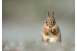 fot. Gladys Klip “Red Squirrel“ 