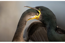 fot. Brian Matthews / Bird Photographer of the Year 2021