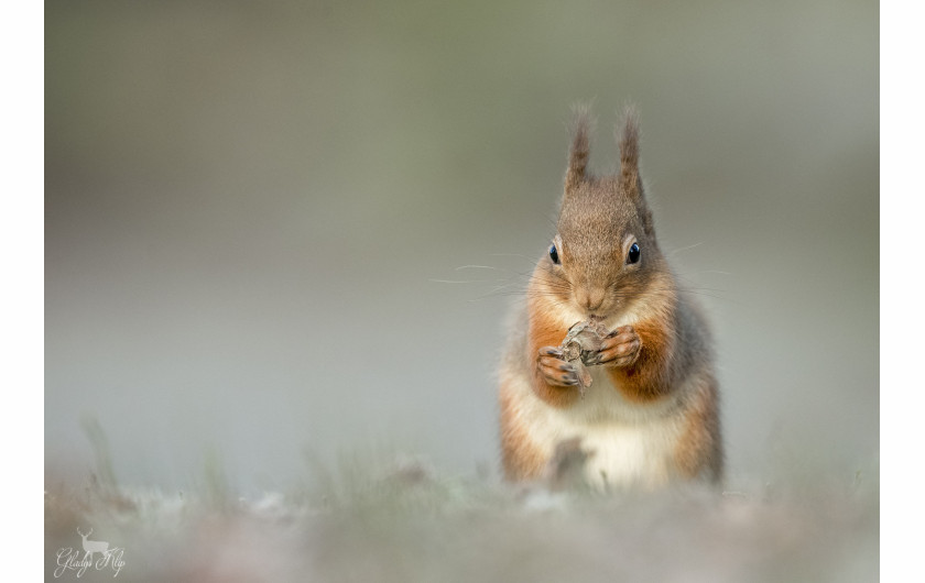 fot. Gladys Klip “Red Squirrel“ 