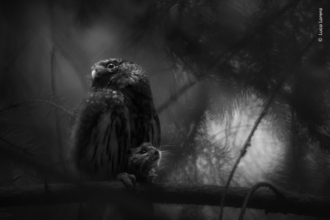 <strong>Sole Survivor, fot. Luca Lorenz, Zwycięzca kategorii Rising Star Portfolio Award, Wildlife Photographer of the Year 2025</strong>
<br />
Luca Lorenz (Niemcy) realizuje swoją pasję do natury, patrząc na nią przez artystyczny obiektyw.
Od dłuższego czasu obserwował dziuplę drzewa, w której gniazdowały sóweczki.
Kiedy jedno z ptaków zniknęło, drugie samotnie kontynuowało karmienie piskląt.
Tego dnia do dziupli wrócił ptak, trzymając w szponach śniadanie dla młodych, i nawoływał partnera. Jednak tym razem nie doczekał się odpowiedzi.