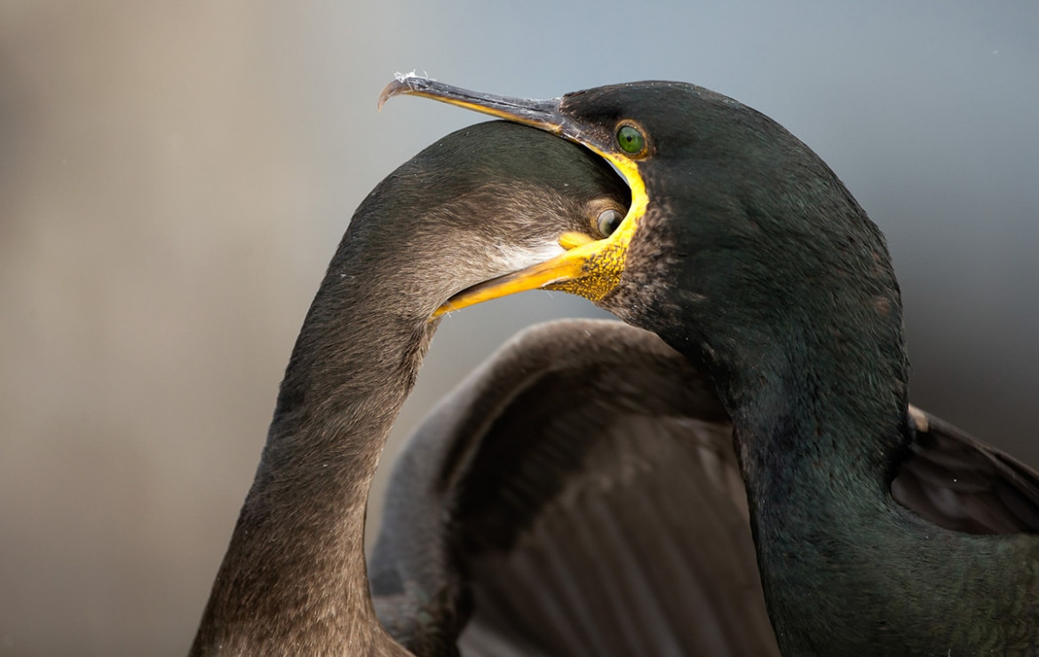 fot. Brian Matthews / Bird Photographer of the Year 2021