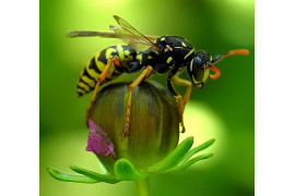 fot. Magdalena Wasiczek