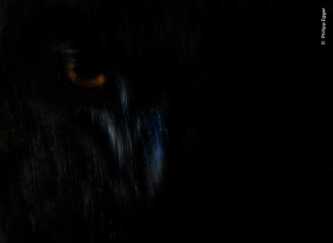 <strong>Shadow Hunter, fot. Philipp Egger, Zwycięzca kategorii Animal Portraits, Wildlife Photographer of the Year 2025</strong>
<br />
Cierpliwość Philippa Eggera (Włochy) została nagrodzona – udało mu się uchwycić pomarańczowy błysk w oczach puchacza i wieczorne światło padające na jego pióra.
Fotograf po raz pierwszy zauważył to gniazdo podczas wspinaczki i przez cztery lata obserwował je z daleka.
Do wykonania zdjęcia przygotował się bardzo dokładnie – zaplanował każdy szczegół, nawet delikatne poruszenie aparatu, które miało wprowadzić lekkie rozmycie i nadać wyjątkowy charakter. Użył do tego teleobiektywu.
Puchacze to jedne z największych sów – ważą około dwa razy więcej niż myszołów, a ich rozpiętość skrzydeł sięga 180 centymetrów.
Gniazdują na osłoniętych półkach skalnych lub w szczelinach i często wracają do tych samych miejsc przez wiele lat.