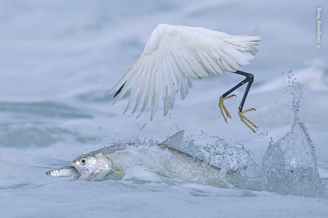 <strong>Synchronised Fishing, fot. Qingrong Yang, Zwycięzca kategorii Behaviour: Birds, Wildlife Photographer of the Year 2025</strong>
<br />
Qingrong Yang (Chiny) uchwycił moment, gdy oszczera wyrywa zdobycz tuż sprzed dzioba czapli nadobnej.
Fotograf znajdował się nad jeziorem Yundang, niedaleko swojego domu – miejscu, które często odwiedza, by dokumentować spektakularne sceny polowań. Czaple patrolują tam powierzchnię wody, gotowe chwytać ryby wyskakujące w panice przed podwodnymi drapieżnikami.
Jezioro Yundang było niegdyś naturalnym morskim portem, jednak w latach 70. XX wieku zostało odcięte od morza w wyniku prac rozwojowych.
Odizolowane od pływów i prądów szybko uległo zanieczyszczeniu i zaczęło zamierać.
Dopiero projekt inżynieryjny, który ponownie połączył je z morzem za pomocą systemu śluz regulujących przepływ wody, przywrócił mu życie.