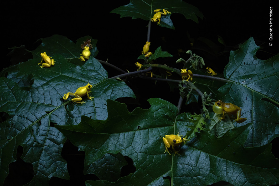 <strong>Frolicking Frogs, fot. Quentin Martinez, Zwycięzca kategorii Behaviour: Amphibians and Reptiles, Wildlife Photographer of the Year 2025</strong>
<br />
Quentin Martinez (Francja) odkrył zbiorowisko żab Dendropsophus minutus
podczas godów.
W strugach deszczu podążał zalaną ścieżką do tymczasowego rozlewiska na leśnej polanie.
Szerokokątnym obiektywem uchwycił całą scenę, a dzięki rozproszonemu błyskowi podkreślił metaliczny połysk skóry żab.
Samce Dendropsophus minutus
przyciągają partnerki krótkimi, przenikliwymi odgłosami.
Podczas takich godów, wywołanych intensywnymi opadami deszczu, zbiera się ogromna liczba osobników, a całe widowisko trwa zaledwie kilka godzin.