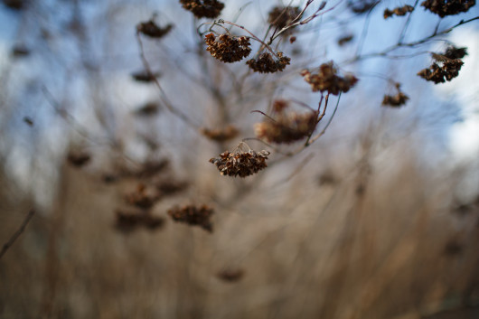 przysłona f/1.4