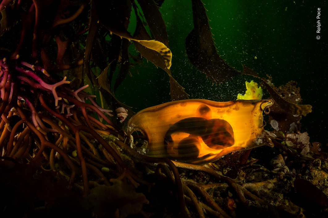 <strong>Survival Purse, fot. Ralph Pace, Zwycięzca kategorii Underwater, Wildlife Photographer of the Year 2025</strong>
<br />
Ralph Pace (USA) w niezwykle efektowny sposób oświetlił kapsułę jajową rekina falistego, przytwierdzoną do podstawy olbrzymiej kelpy.
Silne prądy morskie utrudniały mu utrzymanie stabilnej pozycji, gdy próbował sfotografować tzw. „torebkę syreny”.
Podświetlając kapsułę od tyłu, ukazał zarodek rekina falistego – wyraźnie widoczne są jego szczeliny skrzelowe oraz woreczek żółtkowy, skryte w mrocznym lesie kelpowym.
Naukowcy szacują, że lasy kelpowe w zatoce Monterey zmniejszyły się o ponad 95% w ciągu ostatnich 34 lat.
To poważne zagrożenie dla rekinów falistych, które do składania swoich skórzastych jaj potrzebują właśnie kelpy.