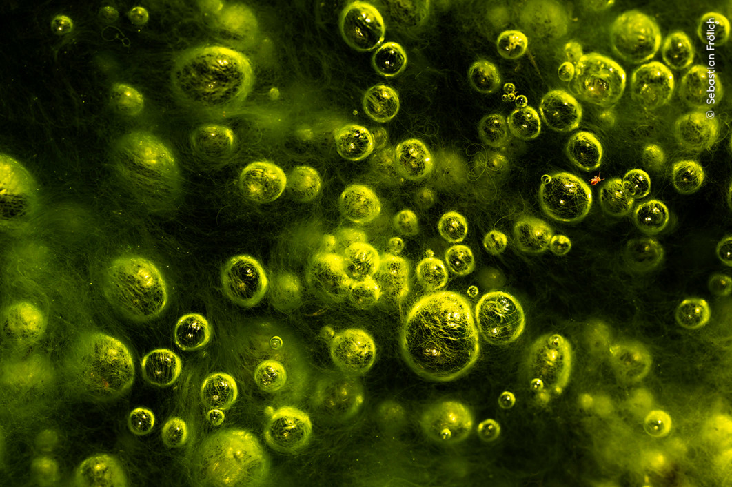 <strong>Vanishing Pond, fot. Sebastian Frölich, Zwycięzca kategorii Wetlands - The Bigger Picture, Wildlife Photographer of the Year 2025</strong>
<br />
Sebastian Frölich (Niemcy) sfotografował skoczogonka wśród galaktyki neonowo zielonych bąbelków gazu unoszących się na torfowisku w Austrii.
Fotograf odwiedził ten wyjątkowo wrażliwy ekosystem, aby podkreślić jego znaczenie jako ogromnego magazynu dwutlenku węgla oraz siedliska wielu gatunków zwierząt.
Maleńki skoczogonek przebiegający po pęcherzykach gazu wydobywających się przez warstwę glonów nadał zdjęciu poczucie skali.
Austria straciła już 90% swoich torfowisk – a tylko 10% z tych, które przetrwały, pozostaje w dobrym stanie.
Platzertal jest jednym z ostatnich zachowanych wysokogórskich torfowisk w Alpach Austriackich, znanym ze swoich torfów pełniących kluczową rolę w magazynowaniu węgla.