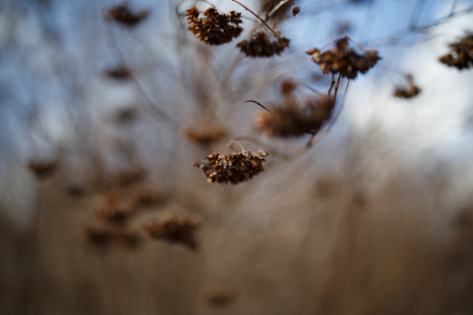 przysłona f/1.4
