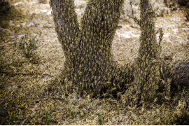 fot. Luis Tato, Hiszpania, z cyklu: Locust Invasion in East Africa, nominacja w kategorii "Przyroda - seria zdjęć" / World Press Photo 2021
<br></br><br></br>


Na początku 2020 roku Kenia doświadczyła największej inwazji szarańczy pustynnej od 70 lat. Szarańcza mnożyła się i atakowała nowe obszary w poszukiwaniu pożywienia, docierając do Kenii i rozprzestrzeniając się po innych krajach wschodniej Afryki.<br></br><br></br>Szarańcza pustynna, Gregaria Schistocerca, jest potencjalnie najbardziej niszczycielską ze wszystkich szarańczy, ponieważ roje mogą szybko latać na duże odległości, pokonując do 150 kilometrów dziennie. Pojedynczy rój może zawierać od 40 do 80 milionów osobników na kilometr kwadratowy. Każda szarańcza może każdego dnia zjeść rośliny o wadze swojego ciała - rój wielkości Paryża mógłby w ciągu jednego dnia zjeść taką samą ilość pożywienia, jak połowa populacji Francji.<br></br><br></br>Jeszcze przed epidemią prawie 20 milionów ludzi stanęło w obliczu głodu w regionie Afryki Wschodniej, z powodu okresowych susz i powodzi. Z kolei ograniczenia dotyczące COVID-19 w regionie spowolniły wysiłki w walce z plagą, ponieważ łańcuchy dostaw pestycydów zostały zakłócone.
