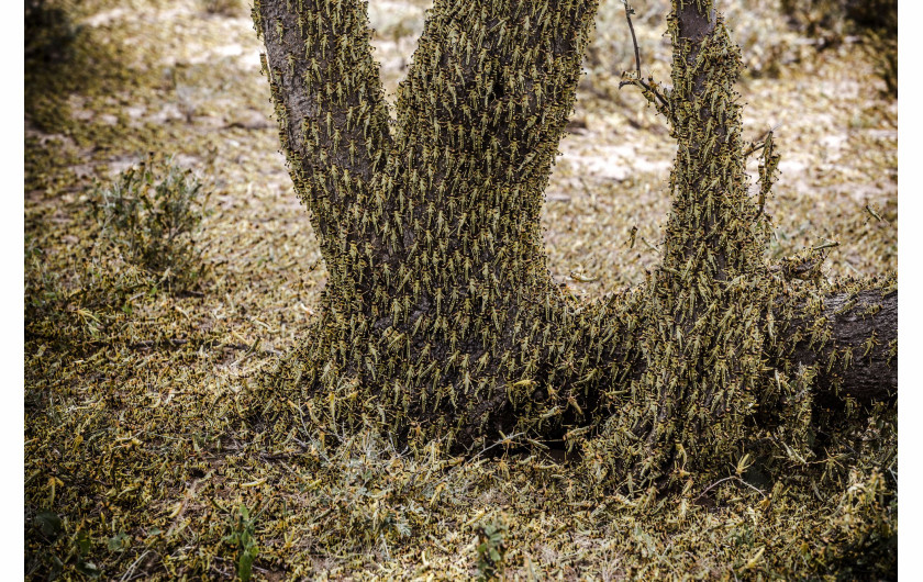 fot. Luis Tato, Hiszpania, z cyklu: Locust Invasion in East Africa, nominacja w kategorii Przyroda - seria zdjęć / World Press Photo 2021



Na początku 2020 roku Kenia doświadczyła największej inwazji szarańczy pustynnej od 70 lat. Szarańcza mnożyła się i atakowała nowe obszary w poszukiwaniu pożywienia, docierając do Kenii i rozprzestrzeniając się po innych krajach wschodniej Afryki.Szarańcza pustynna, Gregaria Schistocerca, jest potencjalnie najbardziej niszczycielską ze wszystkich szarańczy, ponieważ roje mogą szybko latać na duże odległości, pokonując do 150 kilometrów dziennie. Pojedynczy rój może zawierać od 40 do 80 milionów osobników na kilometr kwadratowy. Każda szarańcza może każdego dnia zjeść rośliny o wadze swojego ciała - rój wielkości Paryża mógłby w ciągu jednego dnia zjeść taką samą ilość pożywienia, jak połowa populacji Francji.Jeszcze przed epidemią prawie 20 milionów ludzi stanęło w obliczu głodu w regionie Afryki Wschodniej, z powodu okresowych susz i powodzi. Z kolei ograniczenia dotyczące COVID-19 w regionie spowolniły wysiłki w walce z plagą, ponieważ łańcuchy dostaw pestycydów zostały zakłócone.
