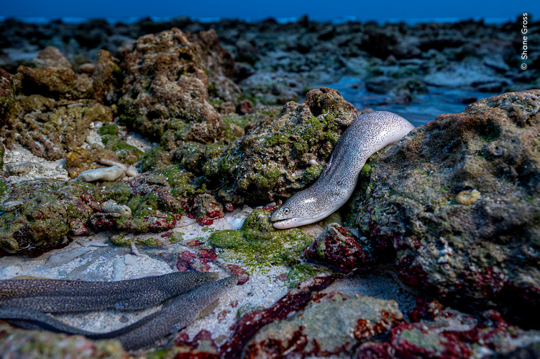 <strong>Like an Eel out of Water, fot. Shane Gross, Zwycięzca kategorii Animals in their Environment, Wildlife Photographer of the Year 2025</strong>
<br />
Shane Gross (Kanada) uchwycił murenę pieprzową w jej naturalnym żywiole – podczas poszukiwania padliny w czasie odpływu.
Udokumentowanie tego rzadko fotografowanego zachowania zajęło mu wiele tygodni i wymagało licznych prób.
Początkowo mureny były trudne do wypatrzenia, ale gdy Shane zorientował się, że żerują na martwych rybach, postanowił cierpliwie czekać.
Wysiłek szybko się opłacił – przed obiektywem pojawiły się trzy osobniki.
Murena pieprzowa poluje zarówno nad, jak i pod powierzchnią wody, wykorzystując doskonały węch i wzrok. Potrafi też przebywać poza wodą przez ponad 30 sekund.