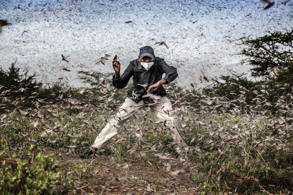 fot. Luis Tato, Hiszpania, z cyklu: Locust Invasion in East Africa, nominacja w kategorii "Przyroda - seria zdjęć" / World Press Photo 2021
<br></br><br></br>
Na początku 2020 roku Kenia doświadczyła największej inwazji szarańczy pustynnej od 70 lat. Szarańcza mnożyła się i atakowała nowe obszary w poszukiwaniu pożywienia, docierając do Kenii i rozprzestrzeniając się po innych krajach wschodniej Afryki.<br></br><br></br>Szarańcza pustynna, Gregaria Schistocerca, jest potencjalnie najbardziej niszczycielską ze wszystkich szarańczy, ponieważ roje mogą szybko latać na duże odległości, pokonując do 150 kilometrów dziennie. Pojedynczy rój może zawierać od 40 do 80 milionów osobników na kilometr kwadratowy. Każda szarańcza może każdego dnia zjeść rośliny o wadze swojego ciała - rój wielkości Paryża mógłby w ciągu jednego dnia zjeść taką samą ilość pożywienia, jak połowa populacji Francji.<br></br><br></br>Jeszcze przed epidemią prawie 20 milionów ludzi stanęło w obliczu głodu w regionie Afryki Wschodniej, z powodu okresowych susz i powodzi. Z kolei ograniczenia dotyczące COVID-19 w regionie spowolniły wysiłki w walce z plagą, ponieważ łańcuchy dostaw pestycydów zostały zakłócone.