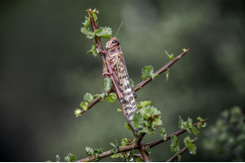 fot. Luis Tato, Hiszpania, z cyklu: Locust Invasion in East Africa, nominacja w kategorii "Przyroda - seria zdjęć" / World Press Photo 2021
<br></br><br></br>


Na początku 2020 roku Kenia doświadczyła największej inwazji szarańczy pustynnej od 70 lat. Szarańcza mnożyła się i atakowała nowe obszary w poszukiwaniu pożywienia, docierając do Kenii i rozprzestrzeniając się po innych krajach wschodniej Afryki.<br></br><br></br>Szarańcza pustynna, Gregaria Schistocerca, jest potencjalnie najbardziej niszczycielską ze wszystkich szarańczy, ponieważ roje mogą szybko latać na duże odległości, pokonując do 150 kilometrów dziennie. Pojedynczy rój może zawierać od 40 do 80 milionów osobników na kilometr kwadratowy. Każda szarańcza może każdego dnia zjeść rośliny o wadze swojego ciała - rój wielkości Paryża mógłby w ciągu jednego dnia zjeść taką samą ilość pożywienia, jak połowa populacji Francji.<br></br><br></br>Jeszcze przed epidemią prawie 20 milionów ludzi stanęło w obliczu głodu w regionie Afryki Wschodniej, z powodu okresowych susz i powodzi. Z kolei ograniczenia dotyczące COVID-19 w regionie spowolniły wysiłki w walce z plagą, ponieważ łańcuchy dostaw pestycydów zostały zakłócone.
