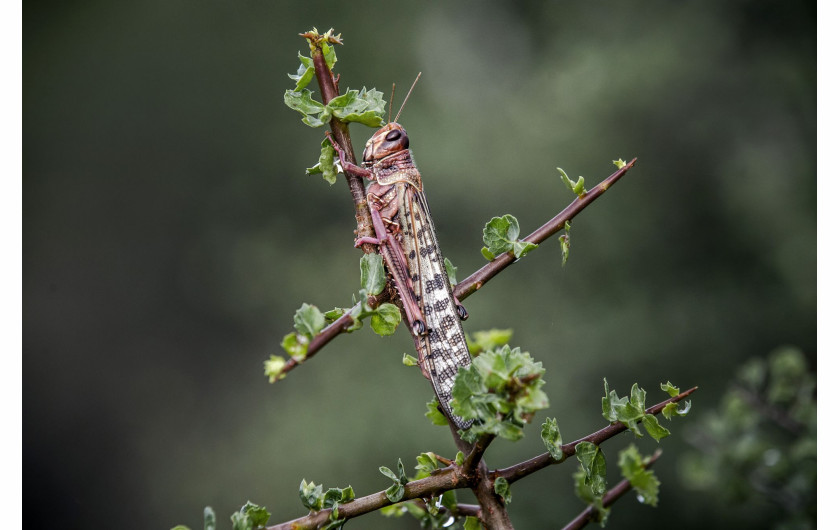 fot. Luis Tato, Hiszpania, z cyklu: Locust Invasion in East Africa, nominacja w kategorii Przyroda - seria zdjęć / World Press Photo 2021



Na początku 2020 roku Kenia doświadczyła największej inwazji szarańczy pustynnej od 70 lat. Szarańcza mnożyła się i atakowała nowe obszary w poszukiwaniu pożywienia, docierając do Kenii i rozprzestrzeniając się po innych krajach wschodniej Afryki.Szarańcza pustynna, Gregaria Schistocerca, jest potencjalnie najbardziej niszczycielską ze wszystkich szarańczy, ponieważ roje mogą szybko latać na duże odległości, pokonując do 150 kilometrów dziennie. Pojedynczy rój może zawierać od 40 do 80 milionów osobników na kilometr kwadratowy. Każda szarańcza może każdego dnia zjeść rośliny o wadze swojego ciała - rój wielkości Paryża mógłby w ciągu jednego dnia zjeść taką samą ilość pożywienia, jak połowa populacji Francji.Jeszcze przed epidemią prawie 20 milionów ludzi stanęło w obliczu głodu w regionie Afryki Wschodniej, z powodu okresowych susz i powodzi. Z kolei ograniczenia dotyczące COVID-19 w regionie spowolniły wysiłki w walce z plagą, ponieważ łańcuchy dostaw pestycydów zostały zakłócone.
