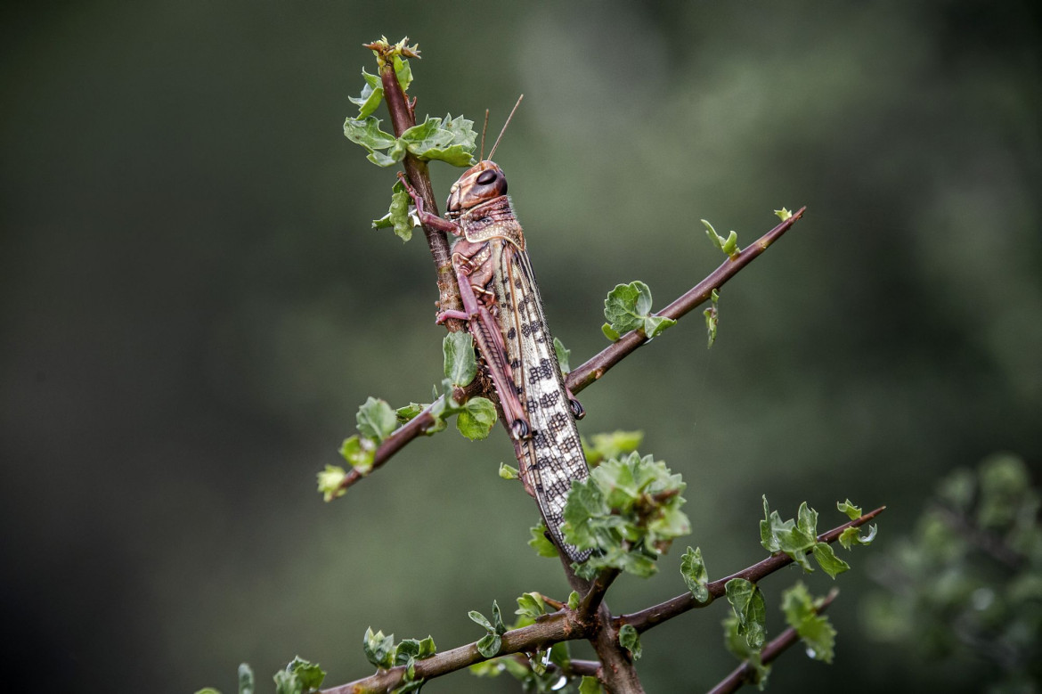 fot. Luis Tato, Hiszpania, z cyklu: Locust Invasion in East Africa, nominacja w kategorii "Przyroda - seria zdjęć" / World Press Photo 2021
<br></br><br></br>
Na początku 2020 roku Kenia doświadczyła największej inwazji szarańczy pustynnej od 70 lat. Szarańcza mnożyła się i atakowała nowe obszary w poszukiwaniu pożywienia, docierając do Kenii i rozprzestrzeniając się po innych krajach wschodniej Afryki.<br></br><br></br>Szarańcza pustynna, Gregaria Schistocerca, jest potencjalnie najbardziej niszczycielską ze wszystkich szarańczy, ponieważ roje mogą szybko latać na duże odległości, pokonując do 150 kilometrów dziennie. Pojedynczy rój może zawierać od 40 do 80 milionów osobników na kilometr kwadratowy. Każda szarańcza może każdego dnia zjeść rośliny o wadze swojego ciała - rój wielkości Paryża mógłby w ciągu jednego dnia zjeść taką samą ilość pożywienia, jak połowa populacji Francji.<br></br><br></br>Jeszcze przed epidemią prawie 20 milionów ludzi stanęło w obliczu głodu w regionie Afryki Wschodniej, z powodu okresowych susz i powodzi. Z kolei ograniczenia dotyczące COVID-19 w regionie spowolniły wysiłki w walce z plagą, ponieważ łańcuchy dostaw pestycydów zostały zakłócone.