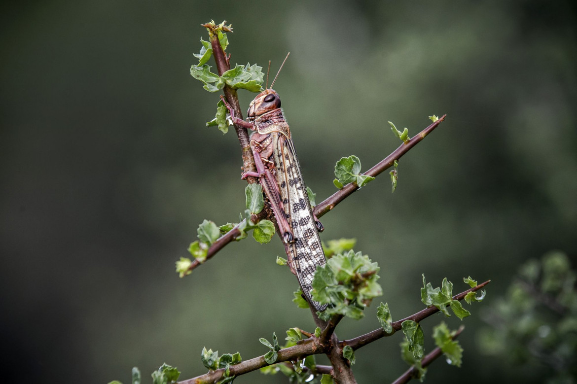 fot. Luis Tato, Hiszpania, z cyklu: Locust Invasion in East Africa, nominacja w kategorii "Przyroda - seria zdjęć" / World Press Photo 2021
<br></br><br></br>


Na początku 2020 roku Kenia doświadczyła największej inwazji szarańczy pustynnej od 70 lat. Szarańcza mnożyła się i atakowała nowe obszary w poszukiwaniu pożywienia, docierając do Kenii i rozprzestrzeniając się po innych krajach wschodniej Afryki.<br></br><br></br>Szarańcza pustynna, Gregaria Schistocerca, jest potencjalnie najbardziej niszczycielską ze wszystkich szarańczy, ponieważ roje mogą szybko latać na duże odległości, pokonując do 150 kilometrów dziennie. Pojedynczy rój może zawierać od 40 do 80 milionów osobników na kilometr kwadratowy. Każda szarańcza może każdego dnia zjeść rośliny o wadze swojego ciała - rój wielkości Paryża mógłby w ciągu jednego dnia zjeść taką samą ilość pożywienia, jak połowa populacji Francji.<br></br><br></br>Jeszcze przed epidemią prawie 20 milionów ludzi stanęło w obliczu głodu w regionie Afryki Wschodniej, z powodu okresowych susz i powodzi. Z kolei ograniczenia dotyczące COVID-19 w regionie spowolniły wysiłki w walce z plagą, ponieważ łańcuchy dostaw pestycydów zostały zakłócone.
