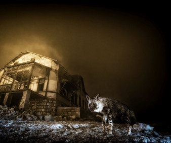 Ogłoszono laureatów Wildlife Photographer of the Year 2025. Zwyciężyło zdjęcie hieny Wima van den Heevera z RPA