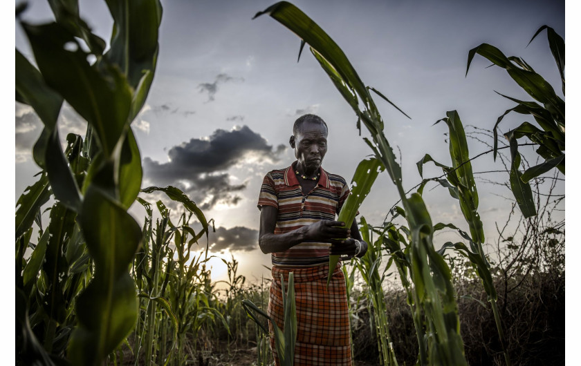 fot. Luis Tato, Hiszpania, z cyklu: Locust Invasion in East Africa, nominacja w kategorii Przyroda - seria zdjęć / World Press Photo 2021



Na początku 2020 roku Kenia doświadczyła największej inwazji szarańczy pustynnej od 70 lat. Szarańcza mnożyła się i atakowała nowe obszary w poszukiwaniu pożywienia, docierając do Kenii i rozprzestrzeniając się po innych krajach wschodniej Afryki.Szarańcza pustynna, Gregaria Schistocerca, jest potencjalnie najbardziej niszczycielską ze wszystkich szarańczy, ponieważ roje mogą szybko latać na duże odległości, pokonując do 150 kilometrów dziennie. Pojedynczy rój może zawierać od 40 do 80 milionów osobników na kilometr kwadratowy. Każda szarańcza może każdego dnia zjeść rośliny o wadze swojego ciała - rój wielkości Paryża mógłby w ciągu jednego dnia zjeść taką samą ilość pożywienia, jak połowa populacji Francji.Jeszcze przed epidemią prawie 20 milionów ludzi stanęło w obliczu głodu w regionie Afryki Wschodniej, z powodu okresowych susz i powodzi. Z kolei ograniczenia dotyczące COVID-19 w regionie spowolniły wysiłki w walce z plagą, ponieważ łańcuchy dostaw pestycydów zostały zakłócone.
