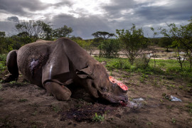 fot. Brent Stirton, "Rhino Wars", 1. miejsce w kategorii Nature / Stories.

W Kruger National Park na granicy Mozambiku i RPA, największym na świecie rezerwacie nosorożców, trwa wojna pomiędzy kłusownikami a działaczami NGO. Szacuje się, że po przekroczeniu granicy z Mozambikiem nosorożce przeżywają około 24 godzin. Za sytuację tę odpowiada medycyna azjatycka, w której róg nosorożca uchodzi za cudowny lek na wszystko i jest warty więcej niż złoto. Rogi nosorożców są proszkowane, a następnie wdychane w celach leczniczych przez zamożnych Chińczyków i Wietnamczyków. Według zachodniej nauki, medykamenty z rogu nosorożca nie mają działania lepszego od placebo. Ochrona rancz, taki jak to należące do milionera Johna Hume'a, skupiające 1500 nosorożców, których rogi na czarnym rynku warte są ponad 50 milionów dolarów, stała się coraz bardziej niebezpiecznym i nacechowanym politycznie zadaniem. Kłusownicy porównują bowiem walkę z nimi do działań Apartheidu.