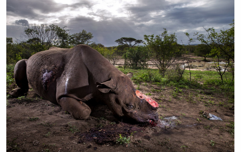 fot. Brent Stirton, Rhino Wars, 1. miejsce w kategorii Nature / Stories.

W Kruger National Park na granicy Mozambiku i RPA, największym na świecie rezerwacie nosorożców, trwa wojna pomiędzy kłusownikami a działaczami NGO. Szacuje się, że po przekroczeniu granicy z Mozambikiem nosorożce przeżywają około 24 godzin. Za sytuację tę odpowiada medycyna azjatycka, w której róg nosorożca uchodzi za cudowny lek na wszystko i jest warty więcej niż złoto. Rogi nosorożców są proszkowane, a następnie wdychane w celach leczniczych przez zamożnych Chińczyków i Wietnamczyków. Według zachodniej nauki, medykamenty z rogu nosorożca nie mają działania lepszego od placebo. Ochrona rancz, taki jak to należące do milionera Johna Hume'a, skupiające 1500 nosorożców, których rogi na czarnym rynku warte są ponad 50 milionów dolarów, stała się coraz bardziej niebezpiecznym i nacechowanym politycznie zadaniem. Kłusownicy porównują bowiem walkę z nimi do działań Apartheidu.