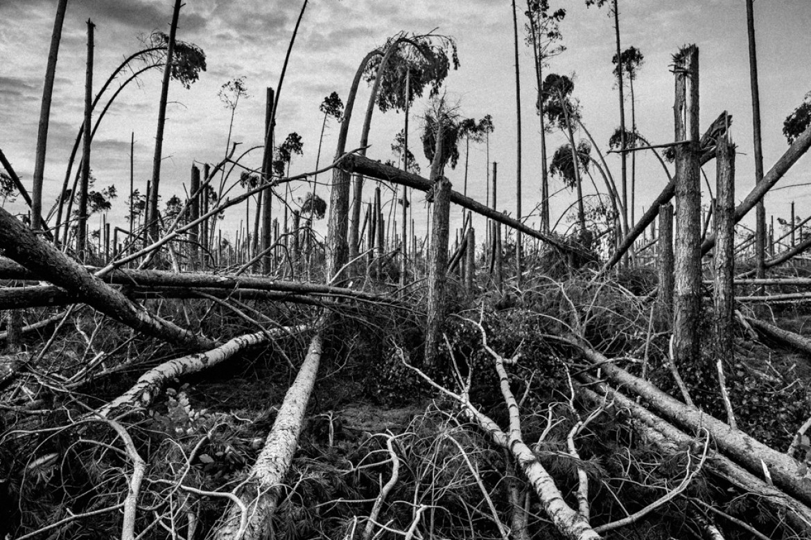 fot. Maciej Nowacki, z cyklu "After Storm", 1. miejsce w kategorii Nature / Trees