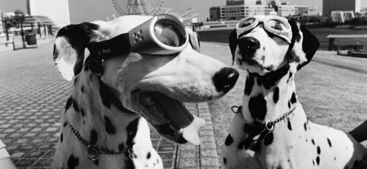 Magnum Dogs, czyli hau to take a good photo [RECENZJA]