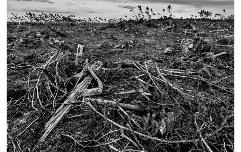 fot. Maciej Nowacki, z cyklu After Storm, 1. miejsce w kategorii Nature / Trees