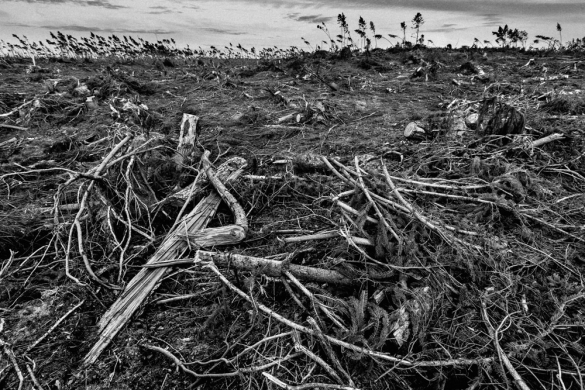 fot. Maciej Nowacki, z cyklu "After Storm", 1. miejsce w kategorii Nature / Trees