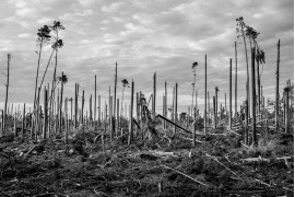 fot. Maciej Nowacki, z cyklu "After Storm", 1. miejsce w kategorii Nature / Trees