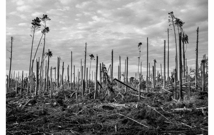 fot. Maciej Nowacki, z cyklu After Storm, 1. miejsce w kategorii Nature / Trees