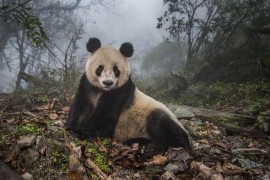 fot. Ammi Vitale, "Pandas Gone Wild", 2. miejsce w kategorii Nature / Stories.

Niedźwiedzie Panda stały się jednym z największych symboli walki o ochronę dzikich zwierząt. W związku z ekspansją człowieka, gatunek ten jeszcze niedawno stał na skraju wymarcia. Prowadzony w Chinach od 25 lat program ochrony  gatunku sprawił, że popularne "misie Panda" zostały niedawno wykreślone z listy gatunków zagrożonych, co jednak jest znikomym sukcesem wobec wszystkich problemów chińskich obrońców przyrody. 