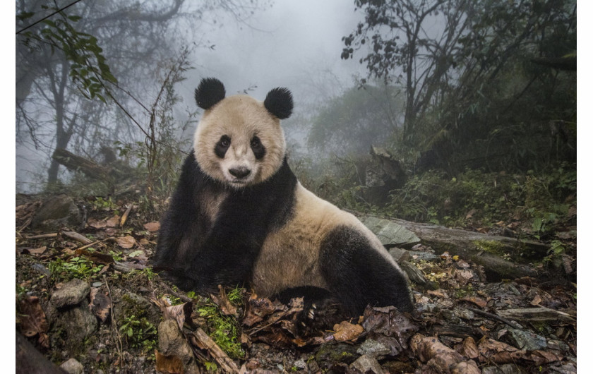 fot. Ammi Vitale, Pandas Gone Wild, 2. miejsce w kategorii Nature / Stories.

Niedźwiedzie Panda stały się jednym z największych symboli walki o ochronę dzikich zwierząt. W związku z ekspansją człowieka, gatunek ten jeszcze niedawno stał na skraju wymarcia. Prowadzony w Chinach od 25 lat program ochrony  gatunku sprawił, że popularne misie Panda zostały niedawno wykreślone z listy gatunków zagrożonych, co jednak jest znikomym sukcesem wobec wszystkich problemów chińskich obrońców przyrody. 