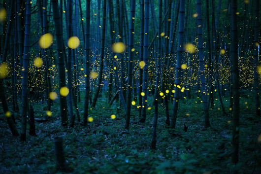 1. miejsce w kategorii Low Light, fot. Kei Nomiyama