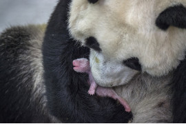 fot. Ammi Vitale, "Pandas Gone Wild", 2. miejsce w kategorii Nature / Stories.

Niedźwiedzie Panda stały się jednym z największych symboli walki o ochronę dzikich zwierząt. W związku z ekspansją człowieka, gatunek ten jeszcze niedawno stał na skraju wymarcia. Prowadzony w Chinach od 25 lat program ochrony  gatunku sprawił, że popularne "misie Panda" zostały niedawno wykreślone z listy gatunków zagrożonych, co jednak jest znikomym sukcesem wobec wszystkich problemów chińskich obrońców przyrody. 