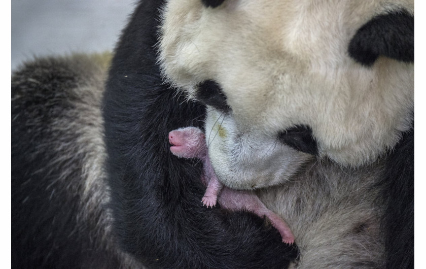 fot. Ammi Vitale, Pandas Gone Wild, 2. miejsce w kategorii Nature / Stories.

Niedźwiedzie Panda stały się jednym z największych symboli walki o ochronę dzikich zwierząt. W związku z ekspansją człowieka, gatunek ten jeszcze niedawno stał na skraju wymarcia. Prowadzony w Chinach od 25 lat program ochrony  gatunku sprawił, że popularne misie Panda zostały niedawno wykreślone z listy gatunków zagrożonych, co jednak jest znikomym sukcesem wobec wszystkich problemów chińskich obrońców przyrody. 