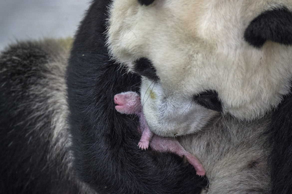 fot. Ammi Vitale, "Pandas Gone Wild", 2. miejsce w kategorii Nature / Stories.

Niedźwiedzie Panda stały się jednym z największych symboli walki o ochronę dzikich zwierząt. W związku z ekspansją człowieka, gatunek ten jeszcze niedawno stał na skraju wymarcia. Prowadzony w Chinach od 25 lat program ochrony  gatunku sprawił, że popularne "misie Panda" zostały niedawno wykreślone z listy gatunków zagrożonych, co jednak jest znikomym sukcesem wobec wszystkich problemów chińskich obrońców przyrody. 