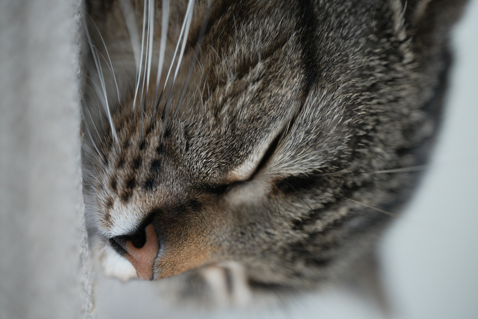 1/60 s, f/2.8, ISO 1000, 90.0 mm