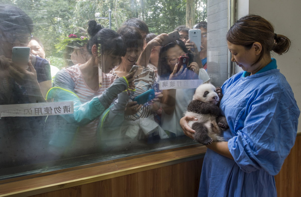 fot. Ammi Vitale, "Pandas Gone Wild", 2. miejsce w kategorii Nature / Stories.

Niedźwiedzie Panda stały się jednym z największych symboli walki o ochronę dzikich zwierząt. W związku z ekspansją człowieka, gatunek ten jeszcze niedawno stał na skraju wymarcia. Prowadzony w Chinach od 25 lat program ochrony  gatunku sprawił, że popularne "misie Panda" zostały niedawno wykreślone z listy gatunków zagrożonych, co jednak jest znikomym sukcesem wobec wszystkich problemów chińskich obrońców przyrody. 