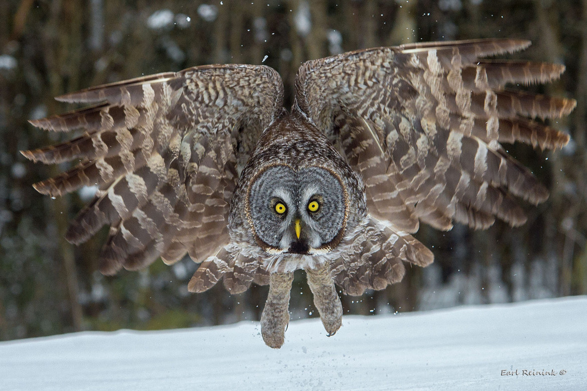 fot. Earl Reinink “Lookkk Deeeply Into My Eyes….“ 