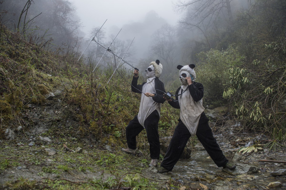 fot. Ammi Vitale, "Pandas Gone Wild", 2. miejsce w kategorii Nature / Stories.

Niedźwiedzie Panda stały się jednym z największych symboli walki o ochronę dzikich zwierząt. W związku z ekspansją człowieka, gatunek ten jeszcze niedawno stał na skraju wymarcia. Prowadzony w Chinach od 25 lat program ochrony  gatunku sprawił, że popularne "misie Panda" zostały niedawno wykreślone z listy gatunków zagrożonych, co jednak jest znikomym sukcesem wobec wszystkich problemów chińskich obrońców przyrody. 