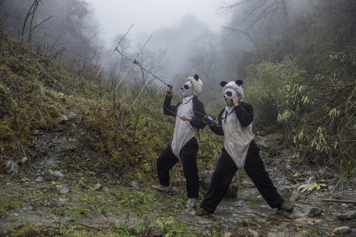 fot. Ammi Vitale, "Pandas Gone Wild", 2. miejsce w kategorii Nature / Stories.
Niedźwiedzie Panda stały się jednym z największych symboli walki o ochronę dzikich zwierząt. W związku z ekspansją człowieka, gatunek ten jeszcze niedawno stał na skraju wymarcia. Prowadzony w Chinach od 25 lat program ochrony gatunku sprawił, że popularne "misie Panda" zostały niedawno wykreślone z listy gatunków zagrożonych, co jednak jest znikomym sukcesem wobec wszystkich problemów chińskich obrońców przyrody.